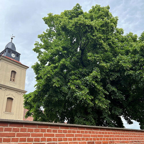 Informationen zu unserem Lindenhonig aus dem Haveland