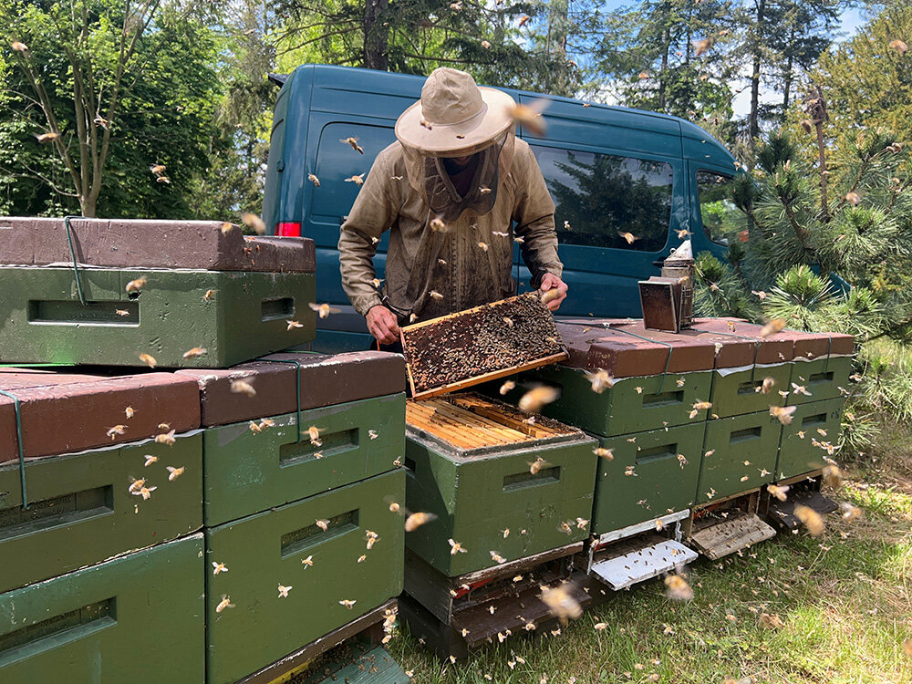 Kontrolle des Bienenstocks