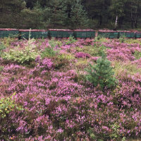 Heidehonig 500g DIB